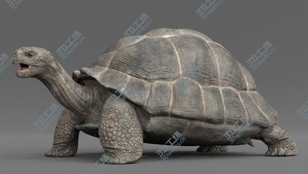 images/goods_img/20210312/3D Giant Tortoise Rigged/3.jpg